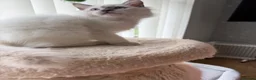 Ragdoll cats for sale: GCCF RAGDOLL KITTENS READY NOW  - Advert 3