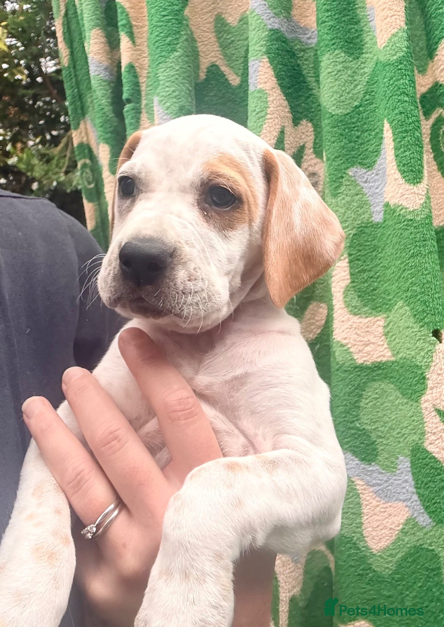 Pointer dogs Last 2 gorgeous puppies looking for a forever home - Advert 3