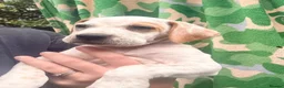 Pointer dogs for sale: Last gorgeous little boy looking for his new home - Advert 29