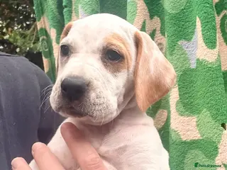 Pointer dogs Last 2 gorgeous puppies looking for a forever home - Advert 3