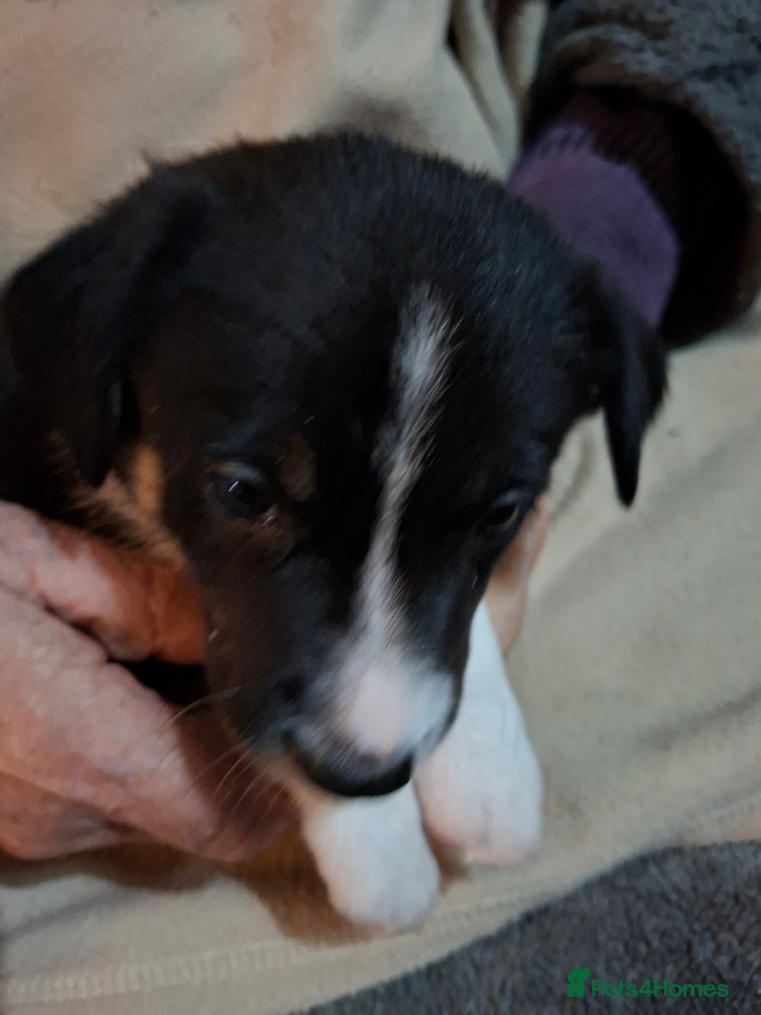 Border Collie dogs for sale: Border collies for sale - Image 5