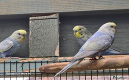 Budgerigars birds for sale: RAINBOW BUDGIES - Image 3