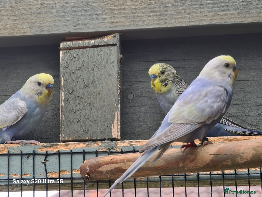 Budgerigars birds for sale: RAINBOW BUDGIES - Image 3