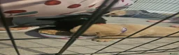 Labrador Retriever dogs for sale: Beautiful Labrador Retriever Puppies  - Advert 21