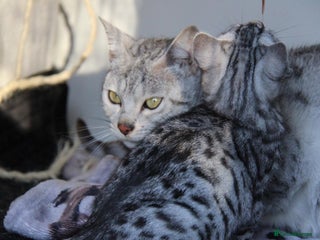 Bengal cats Bubbling Bengal Kittens For Sale - Advert 1