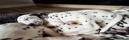 Dalmatian dogs for sale: Beautiful KC Reg Dalmatian Puppies in Newport - Advert 5