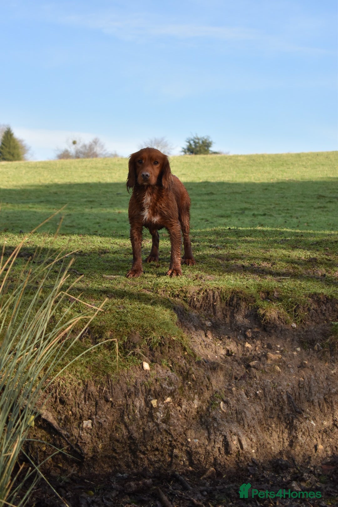 Cocker Spaniel dogs for stud: Fully health tested dark red working cocker stud - Image 4