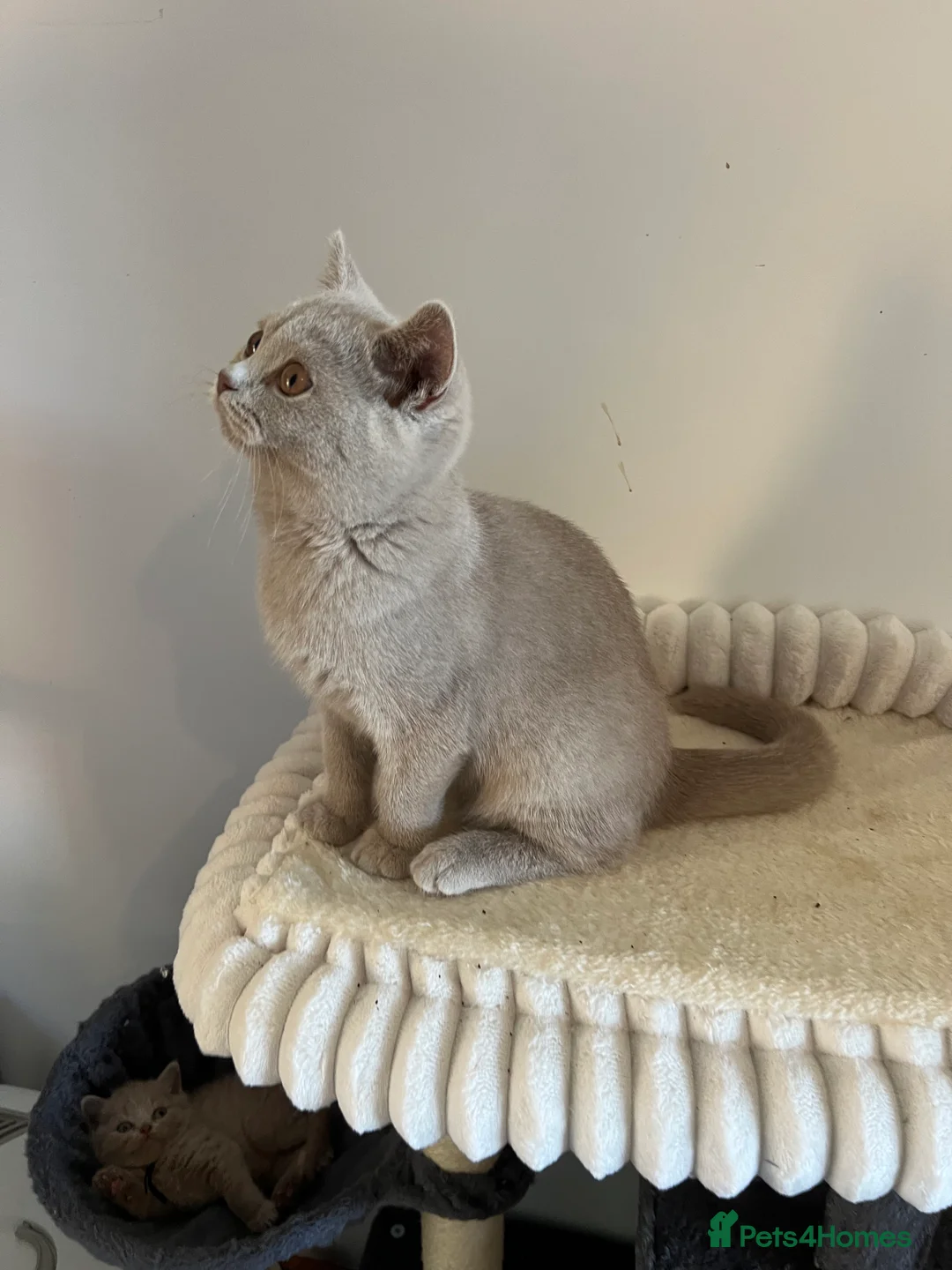 British Shorthair cats for sale: £1200 - Advert 2