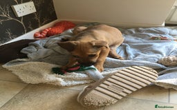 Mixed Breed dogs for sale: Belgian Malanois X American Bulldog puppies  - Image 3