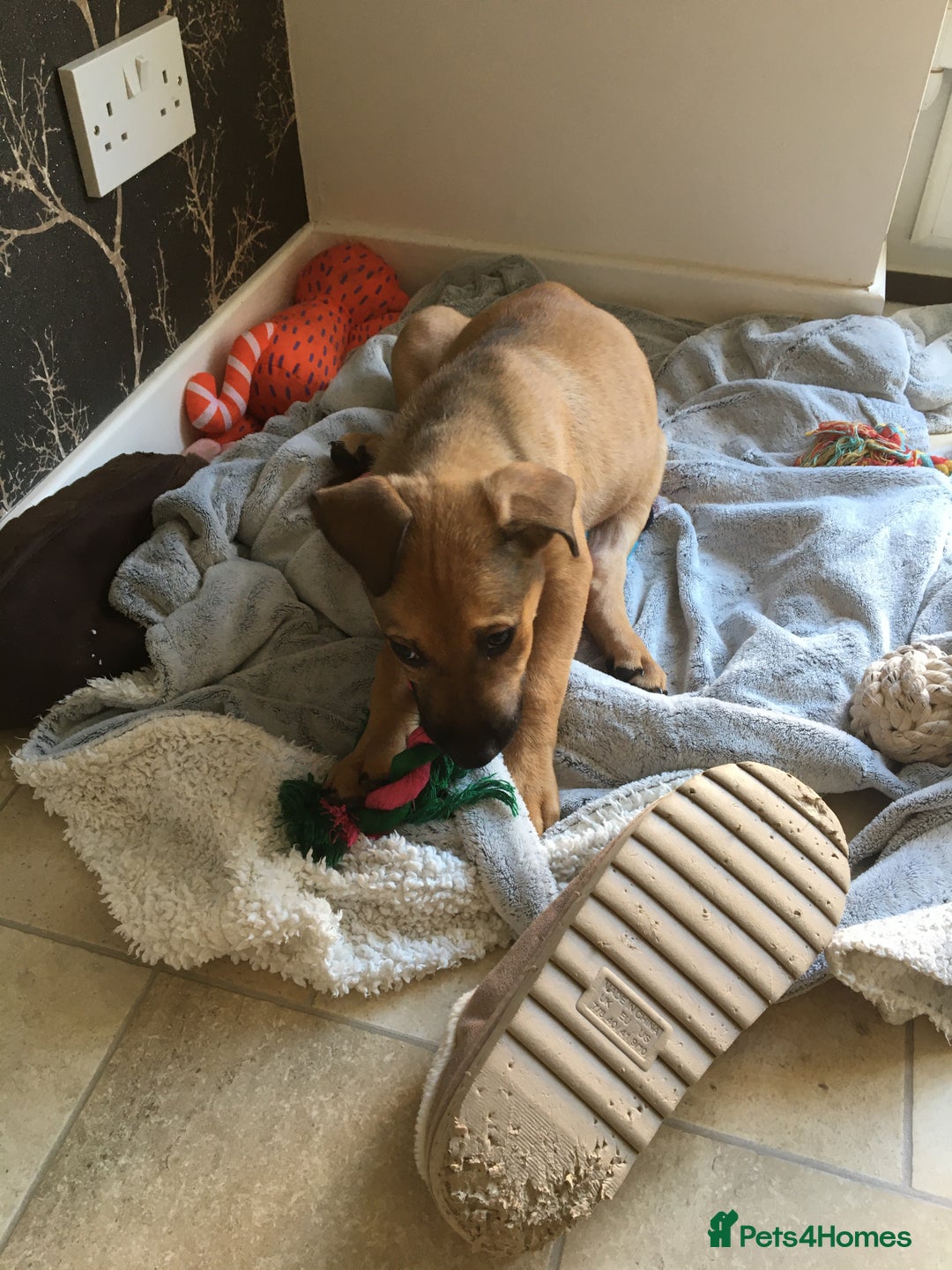 Mixed Breed dogs for sale: Belgian Malanois X American Bulldog puppies  - Image 3