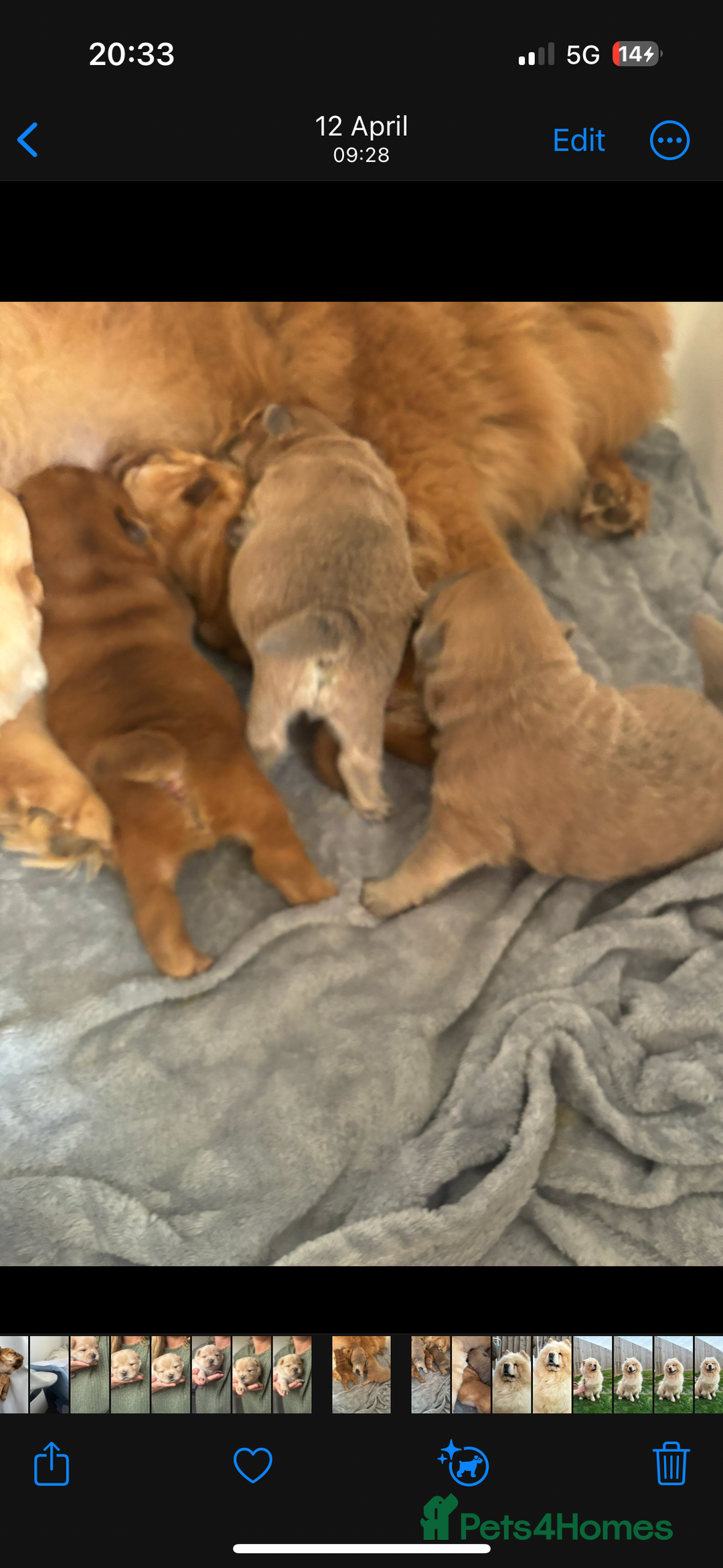 Chow Chow dogs for sale: Champion pedigree chow chow puppies in Northampton - Image 21