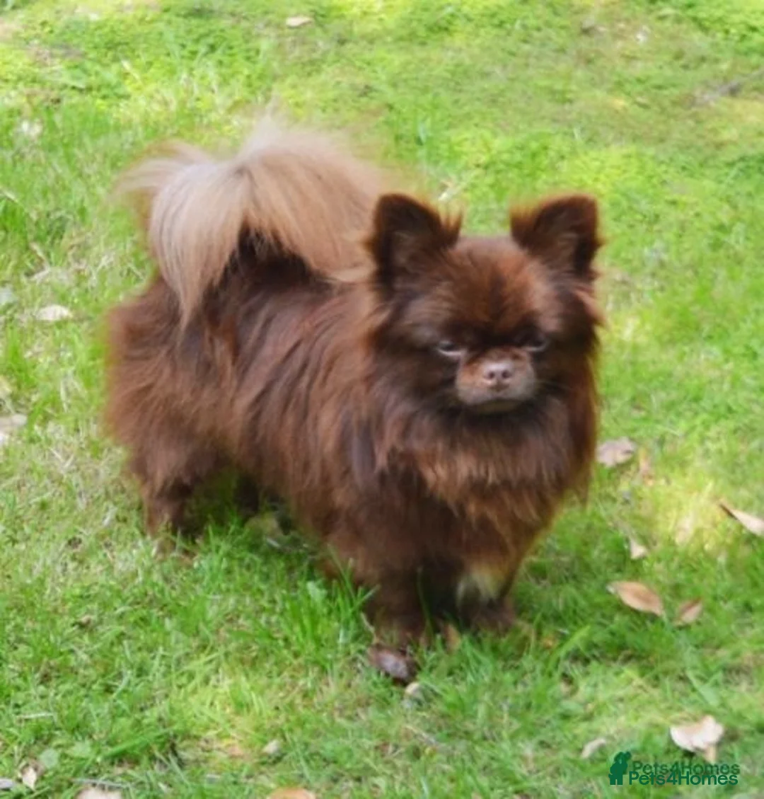 Chihuahua dogs for stud: Stunning, small K.C Reg full Russian stud boy in Dagenham - Advert 4