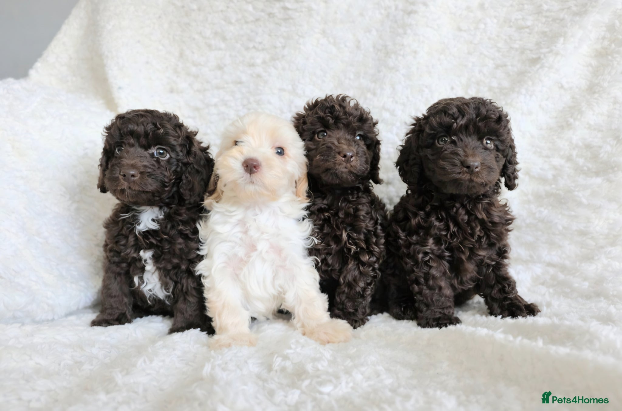 Cavapoo dogs Cavapoo Girls. DNA Health Tested. Beautiful Coats. - Advert 1