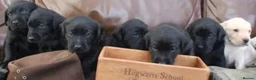 Labrador Retriever dogs for stud: Black Labrador Gun dog STUD- FernSpring River.  - Advert 9
