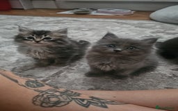 Ragcoon cats for sale: Ragcoon Kittens - Image 9