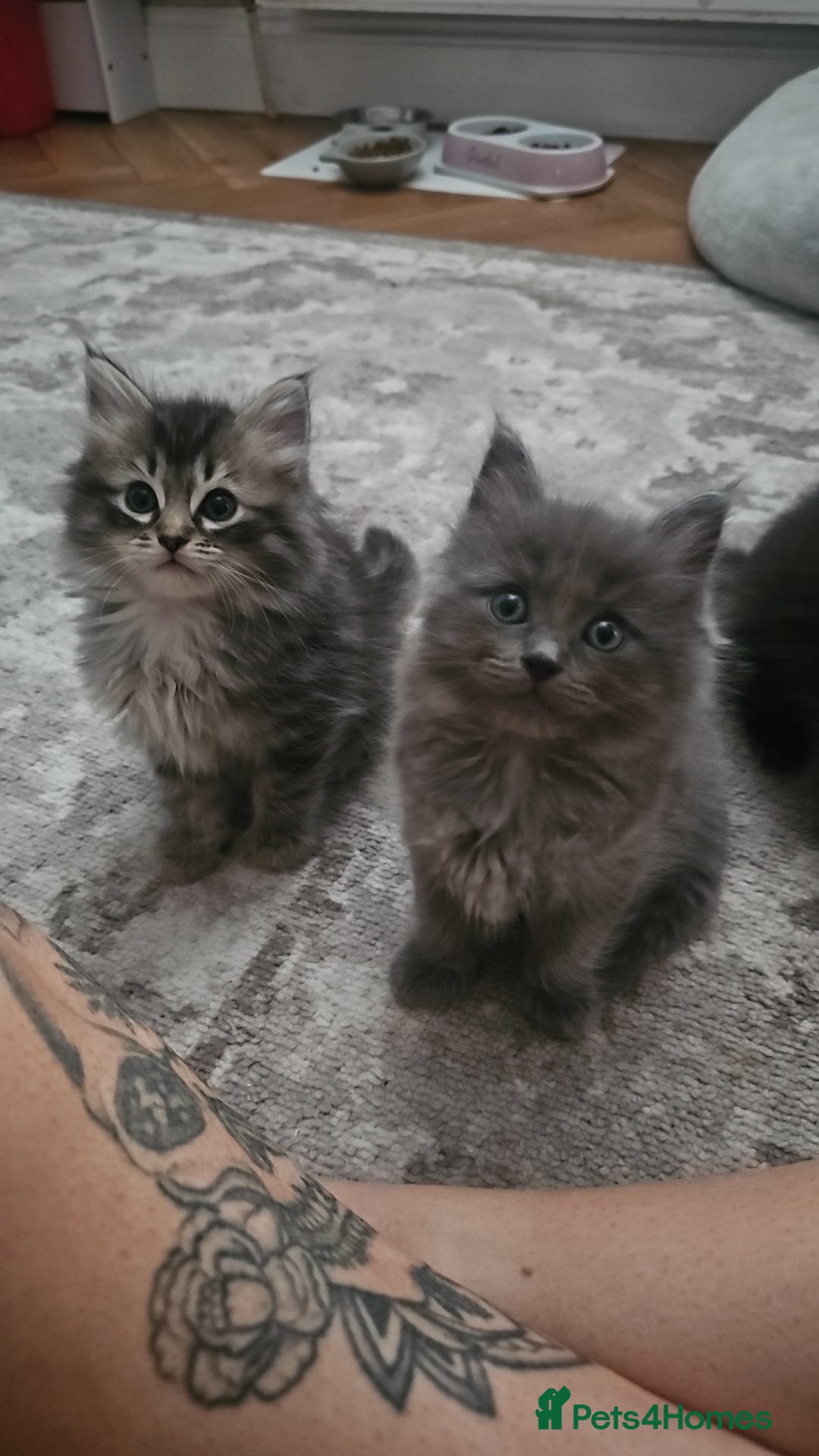 Ragcoon cats for sale: Ragcoon Kittens - Image 9