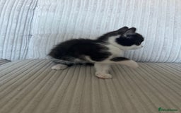 Domestic Shorthair cats for sale: Kittens looking for their forever home  - Image 3