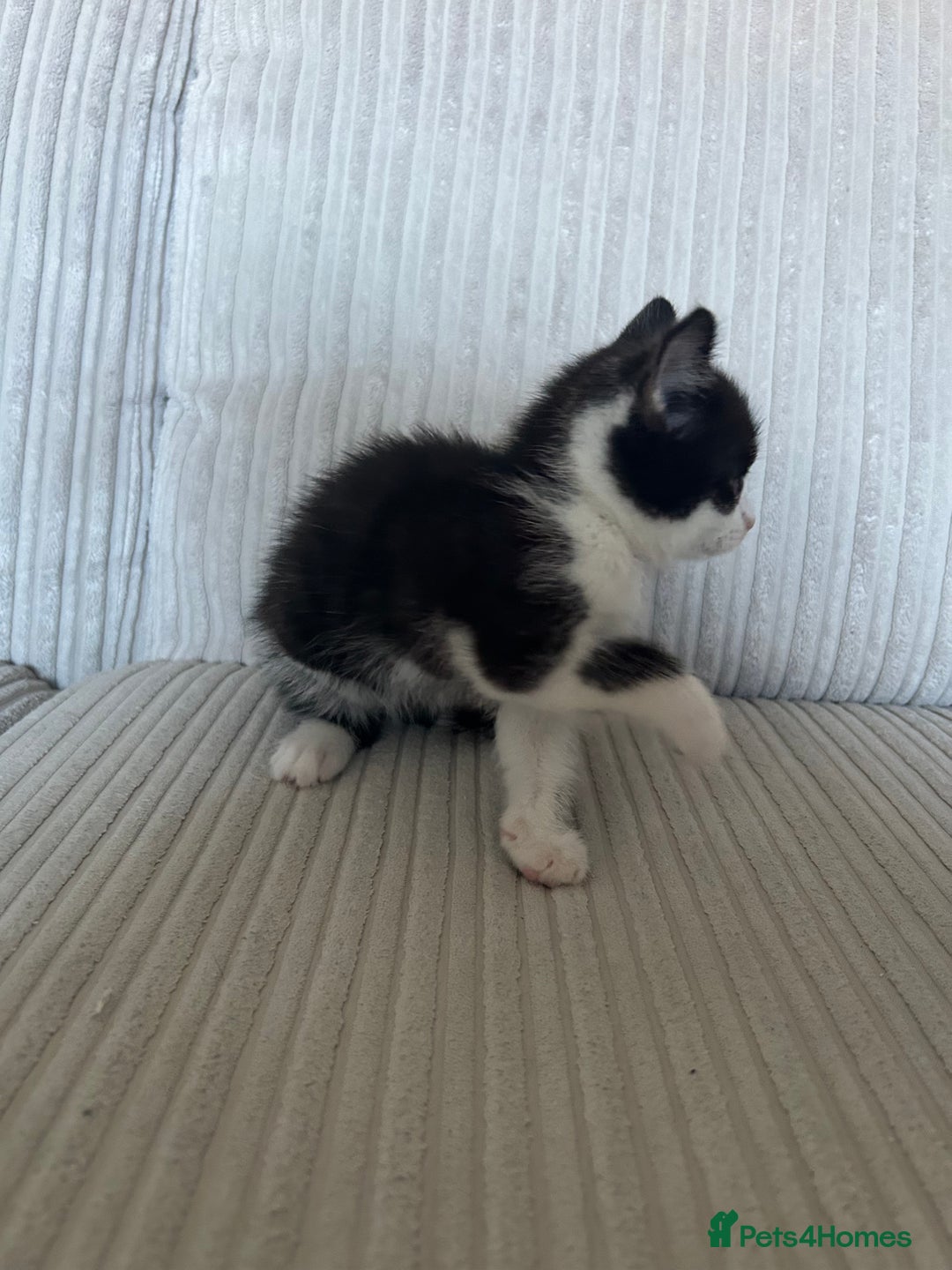 Domestic Shorthair cats for sale: Kittens looking for their forever home  - Image 3