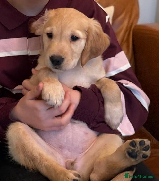 Golden Retriever dogs Licensed breeder! Genetically perfect sired pups  - Advert 1