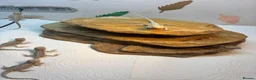 Bearded Dragon reptiles for sale: Baby Bearded Dragons. Visual Dunners & Hypos - Advert 39