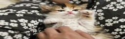 British Shorthair cats for sale: Beautiful British Shorthair & Longhair Kittens - Advert 13