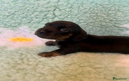 Miniature Dachshund dogs for sale: Miniature smooth hair dachshund puppies  - Advert 5