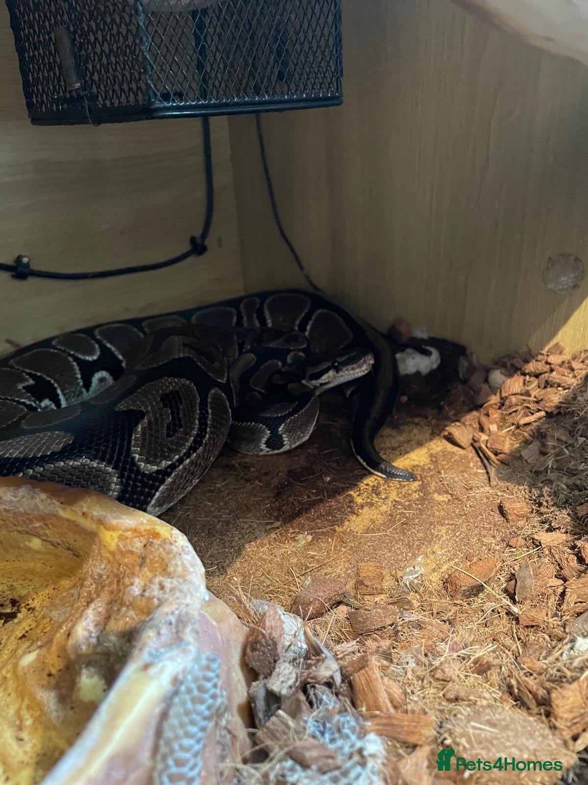 Python Snake reptiles Glen  Durbin  - Advert 2
