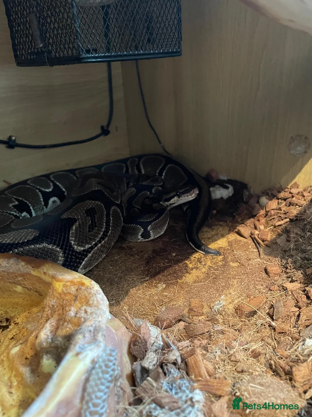 Python Snake reptiles for sale: Glen  Durbin  in Bromsgrove - Advert 2