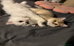 British Longhair cats for sale: ✨ Three adorable British Short/longhair kittens  - Image 32