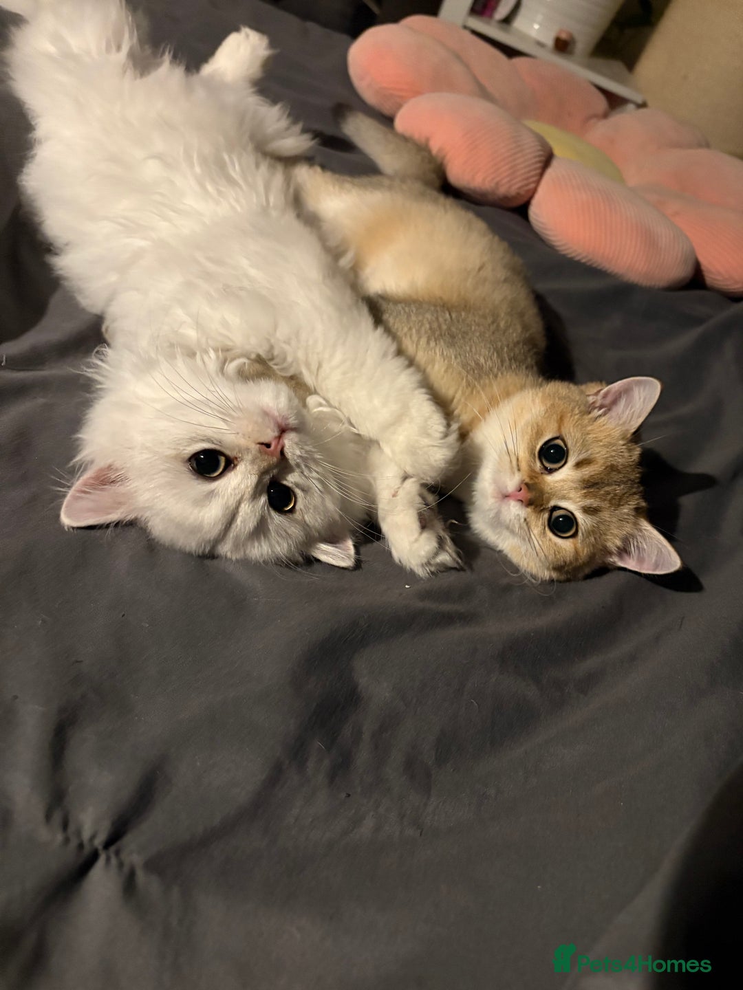 British Longhair cats for sale: ✨ Three adorable British Short/longhair kittens  - Image 32