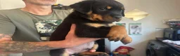 Rottweiler dogs for sale: 14 Gorgeous Rottweiler puppies for sale - Advert 6