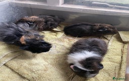 Guinea Pig rodents for sale: Male guinea pigs  - Image 2