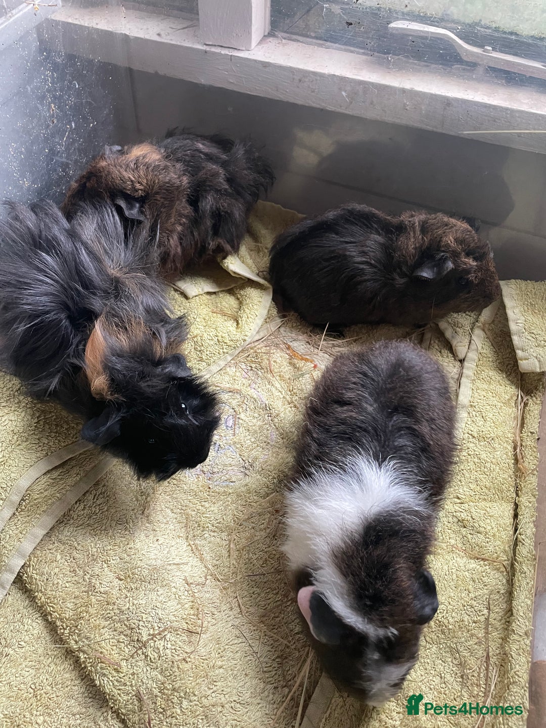 Guinea Pig rodents for sale: Male guinea pigs  - Image 2