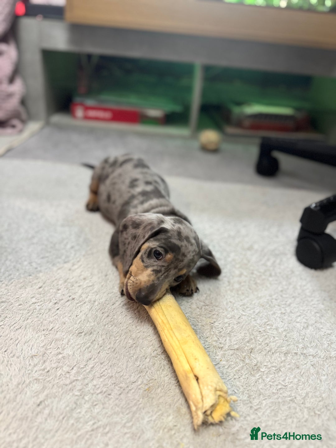 Miniature Dachshund dogs for sale: READY NOW  - Advert 8