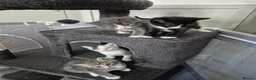 Domestic Shorthair cats for sale: Gorgeous kittens in Norwich - Advert 4