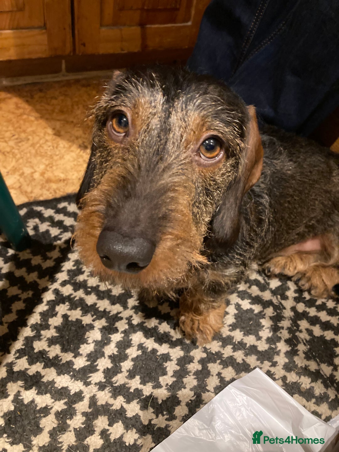Miniature Dachshund dogs for stud: Looking for wife! Mini Wirehaired Dachshund - Image 4