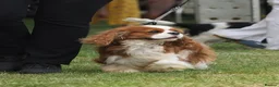 Cavalier King Charles Spaniel dogs for sale: KC Health Tested Cavalier King Charles Spaniel Pup - Advert 11
