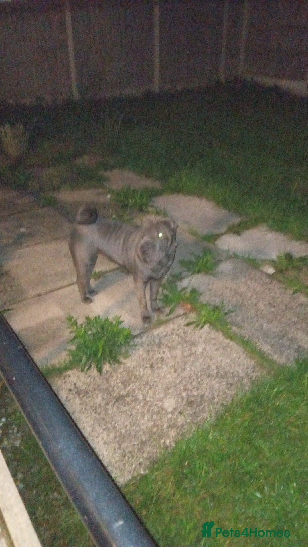 Shar Pei dogs for sale: Blue shar pei needing new home  - Image 4