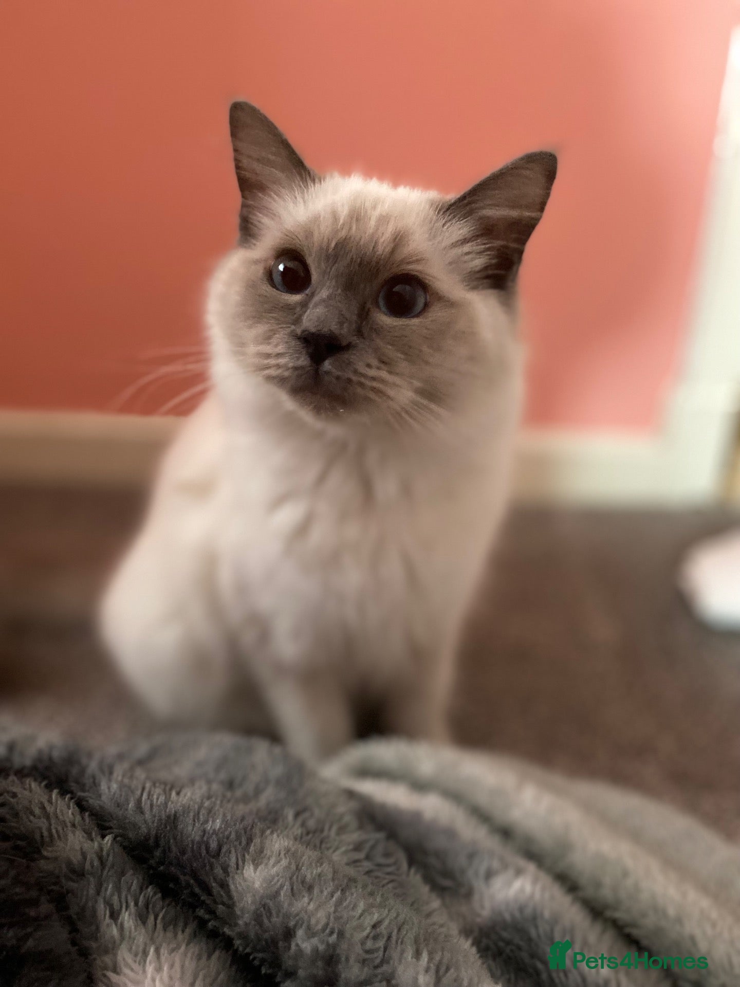 Ragdoll cats purebred Ragdoll - Advert 1