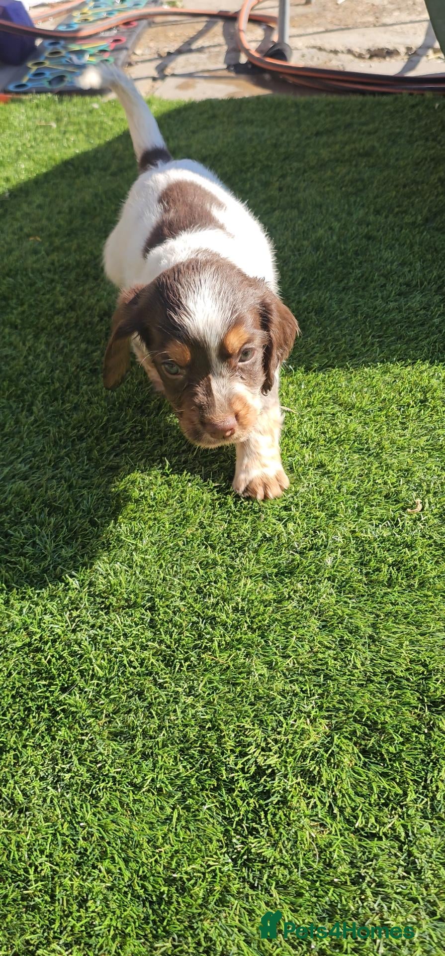 Cocker Spaniel dogs 🐾 Beautiful Working Cocker Spaniel Boys 🐾 - Advert 2