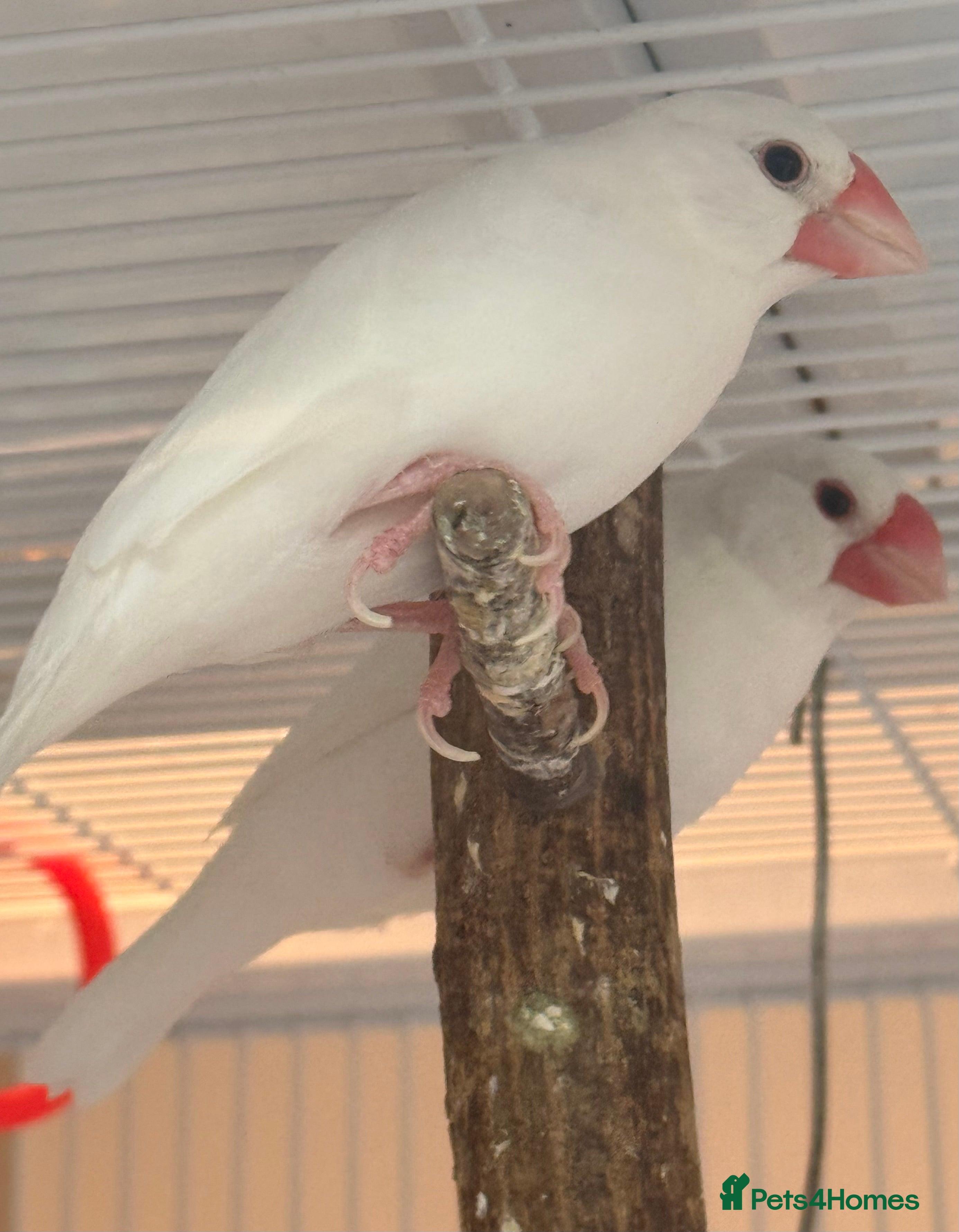 Budgerigars birds Bonded Pair 6 months old Java white sparrows  - Advert 6