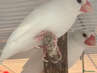 Budgerigars birds Bonded Pair 6 months old Java white sparrows - Advert 6