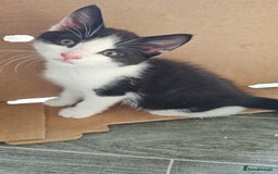 Mixed Breed cats for sale: Kittens  - Image 2