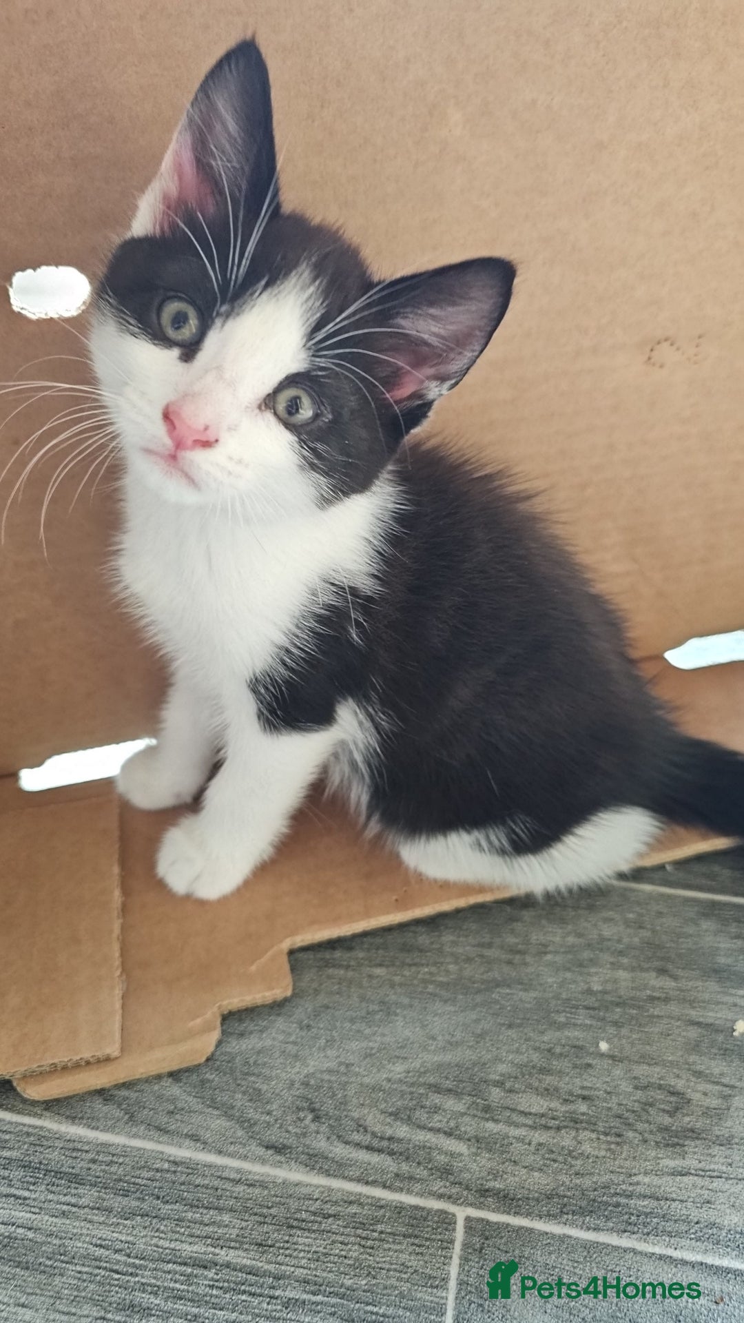 Mixed Breed cats for sale: Kittens  - Image 2