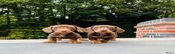 Miniature Dachshund dogs for sale: KC registered. Miniature Dachshunds. PRA clear. - Advert 5