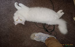 Turkish Angora cats for sale: Turkish angora(?) chalky - Image 1