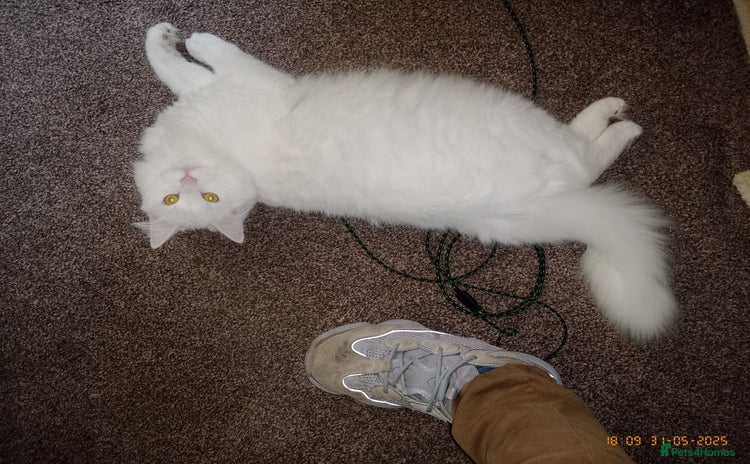 Turkish Angora cats - Advert 1