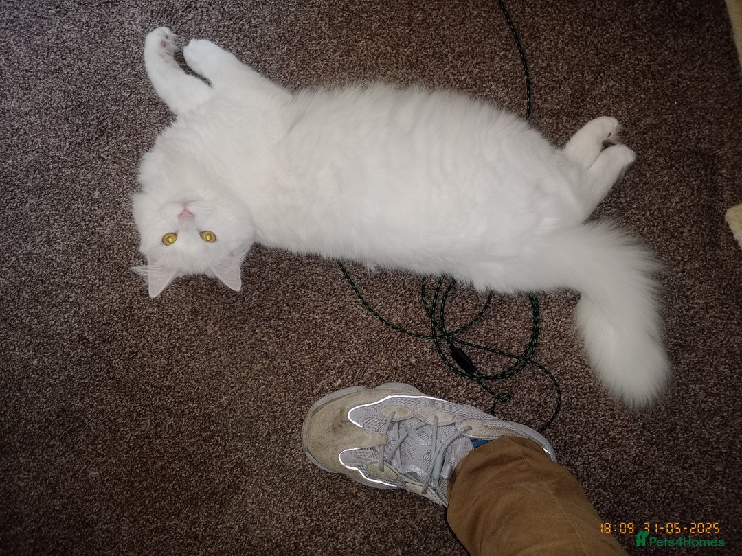 Turkish Angora cats for sale: Turkish angora(?) chalky - Image 1