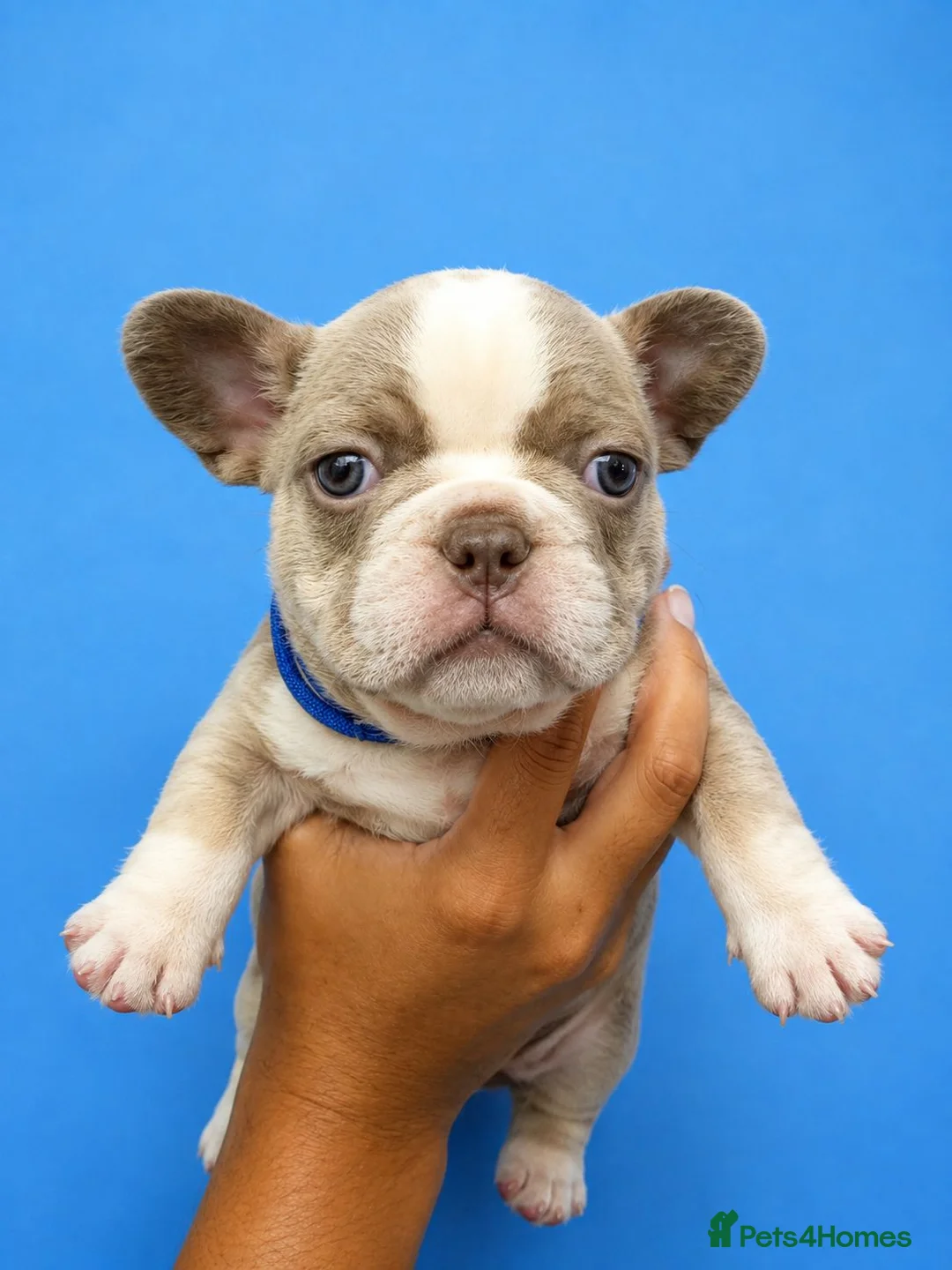 French Bulldog dogs for sale: New shade isabella Panda Husky  in Birmingham - Advert 5