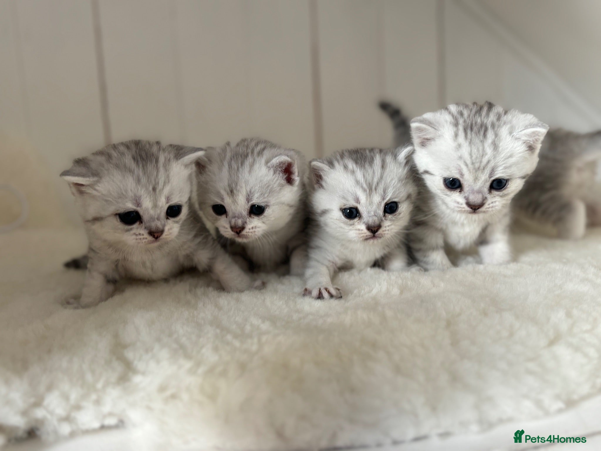 British Shorthair cats Stunning Snow Spot Kittens (GCCF) - Advert 14